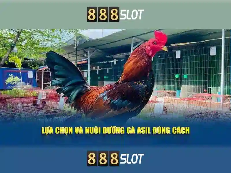 Giao diện nhà cái hoàn hảo