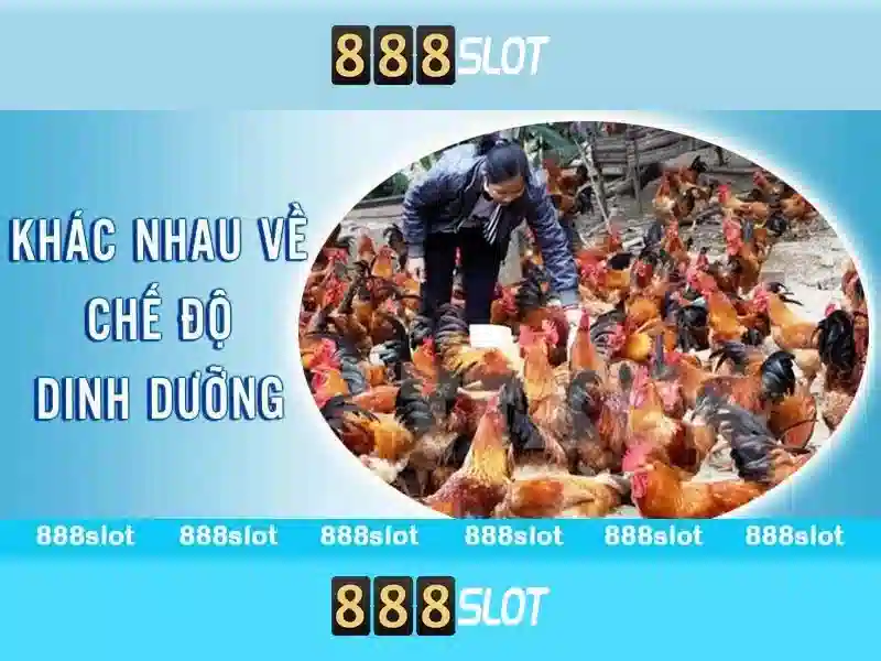 Giao diện và trải nghiệm người dùng